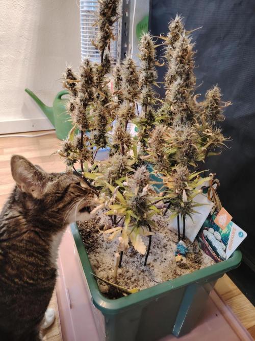 White Truffle Indoor 2025. Week 9