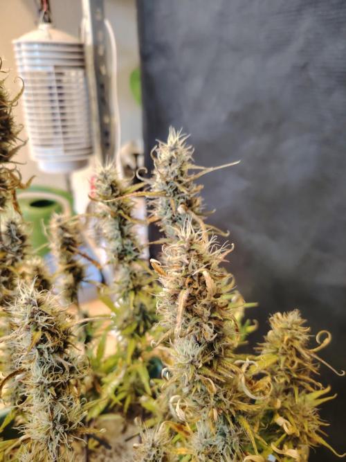 White Truffle Automatic. Week 9
