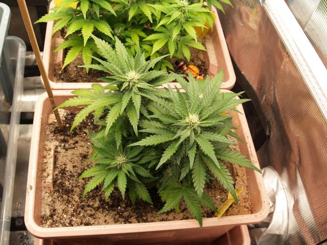 Strawberry Cola Auto Winter Grow 2026. Week 5 - Tag 41