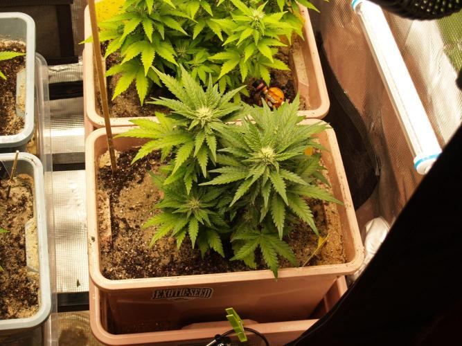Strawberry Cola Auto Winter Grow 2026. Week 6 - Tag 43
