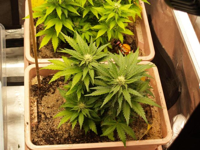 Strawberry Cola Auto Winter Grow 2026. Week 6 - Tag 42