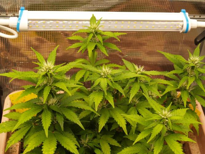 Apple Fritter Auto Winter Grow 2026. Week 5 - Tag 40