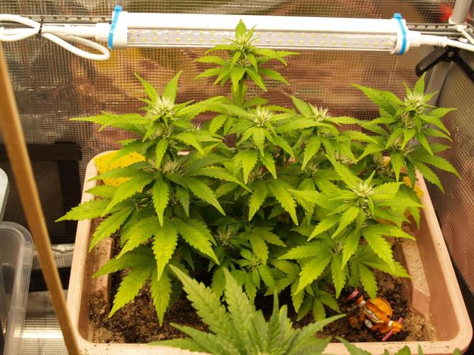 Apple Fritter Automatic. Week 5