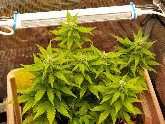 Apple Fritter Auto Winter Grow 2026. Week 6 - Tag 43