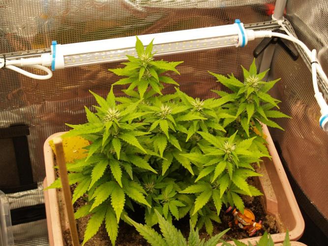 Apple Fritter Automatic. Week 6