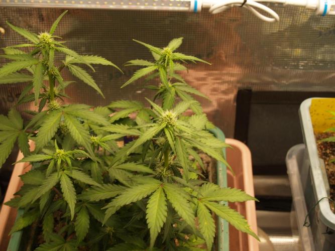 Eternity Cup 2026 Sticky Broccoli Auto. Week 5 - Tag 41 B2