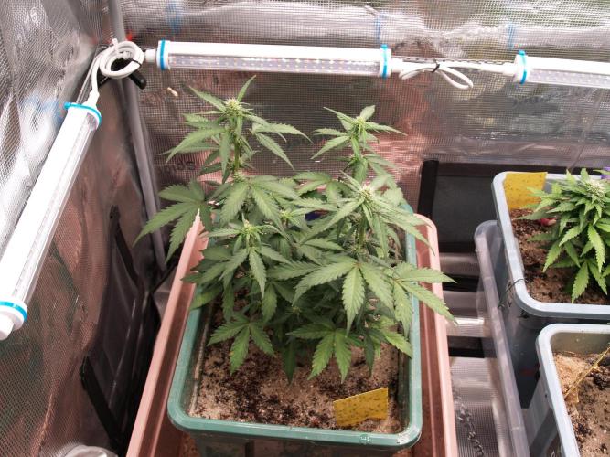 Eternity Cup 2026 Sticky Broccoli Auto. Week 5 - Tag 41 B2