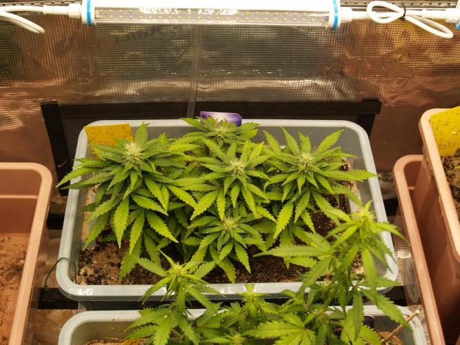 Eternity Cup 2026 Sticky Broccoli Auto. Week 5 - Tag 41 B3