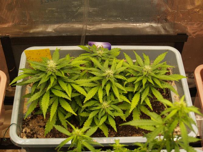 Eternity Cup 2026 Sticky Broccoli Auto. Week 5 - Tag 41 B3