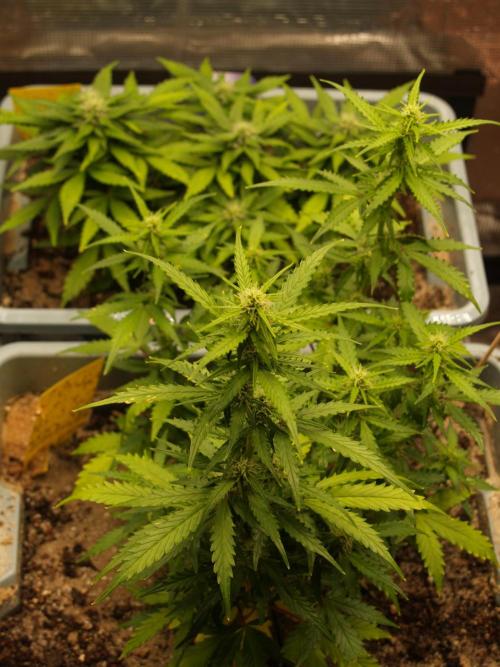 Eternity Cup 2026 Sticky Broccoli Auto. Week 6 - Tag 43 B1