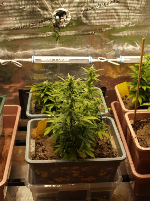 Eternity Cup 2026 Sticky Broccoli Auto. Week 6 - Tag 43 B1