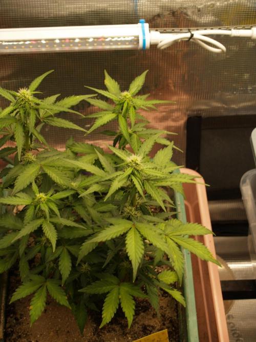 Eternity Cup 2026 Sticky Broccoli Auto. Week 6 - Tag 43 B2
