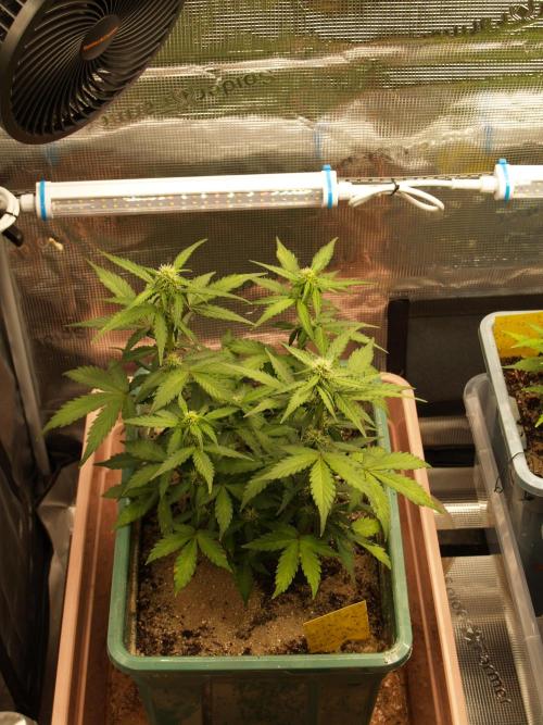 Eternity Cup 2026 Sticky Broccoli Auto. Week 6 - Tag 43 B2