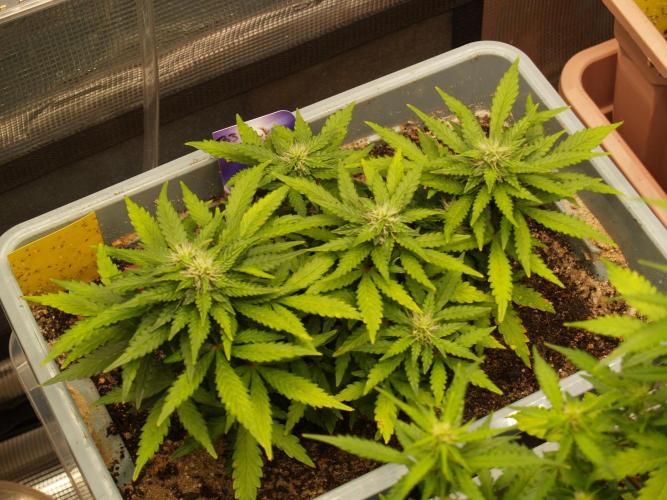 Eternity Cup 2026 Sticky Broccoli Auto. Week 6 - Tag 43 B3