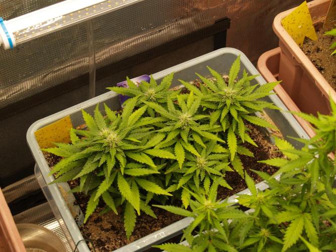 Eternity Cup 2026 Sticky Broccoli Auto. Week 6 - Tag 43 B3