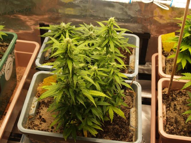Eternity Cup 2026 Sticky Broccoli Auto. Week 6 - Tag 46 B1