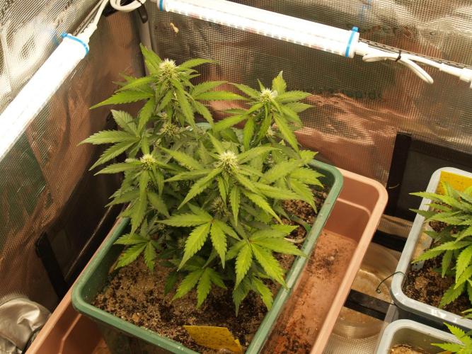 Eternity Cup 2026 Sticky Broccoli Auto. Week 6 - Tag 46 B2