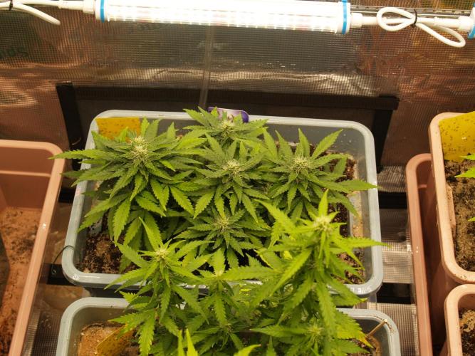 Eternity Cup 2026 Sticky Broccoli Auto. Week 6 - Tag 46 B3