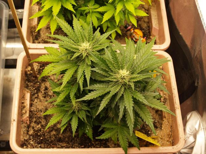 Strawberry Cola Auto Winter Grow 2026. Week 6 - Tag 46