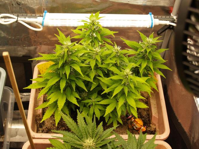 Apple Fritter Automatic. Week 6