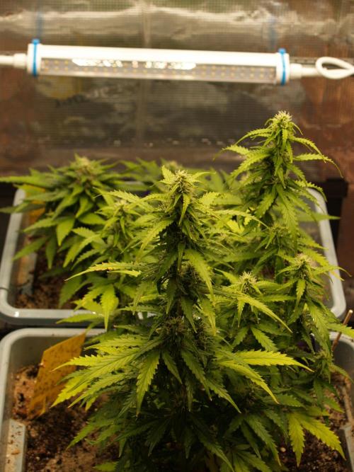 Eternity Cup 2026 Sticky Broccoli Auto. Week 6 - Tag 49 B1