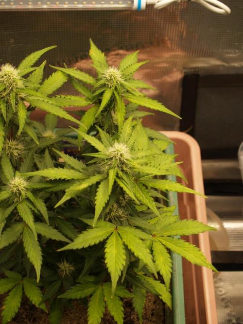 Eternity Cup 2026 Sticky Broccoli Auto. Week 6 - Tag 49 B2