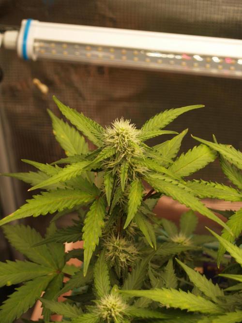Eternity Cup 2026 Sticky Broccoli Auto. Week 6 - Tag 49 B2