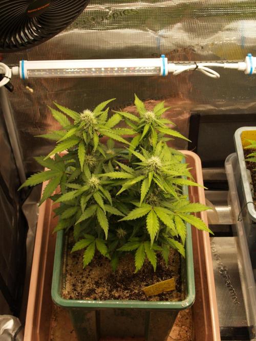 Eternity Cup 2026 Sticky Broccoli Auto. Week 6 - Tag 49 B2