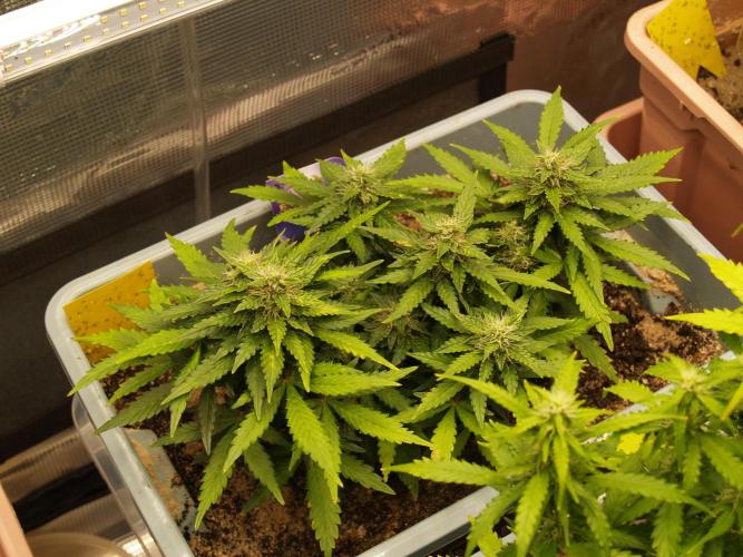 Eternity Cup 2026 Sticky Broccoli Auto. Week 6 - Tag 49 B3