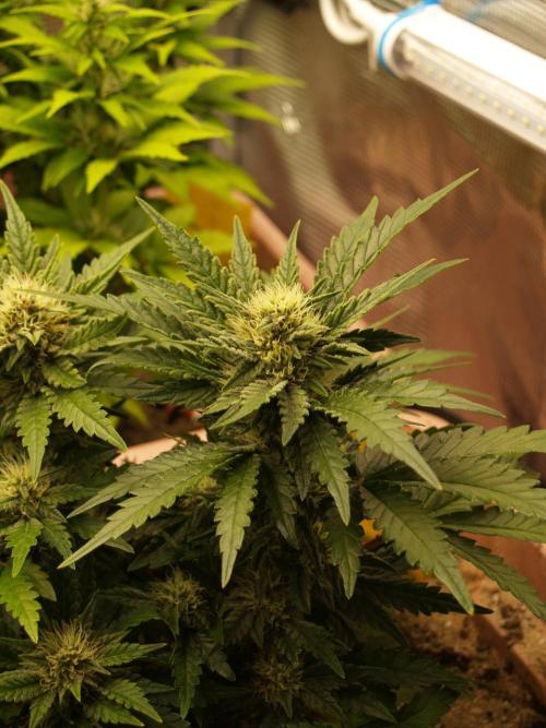Strawberry Cola Auto Winter Grow 2026. Week 6 - Tag 49