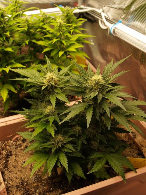 Strawberry Cola Auto Winter Grow 2026. Week 6 - Tag 49