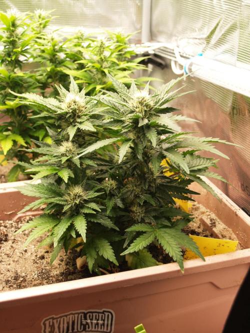 Strawberry Cola Auto Winter Grow 2026. Week 6 - Tag 49