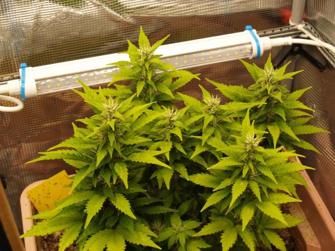 Apple Fritter Auto Winter Grow 2026. Week 6 - Tag 49