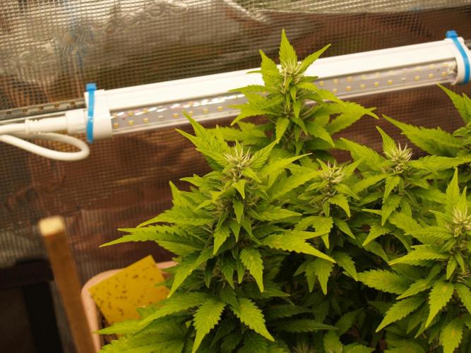 Apple Fritter Auto Winter Grow 2026. Week 6 - Tag 49