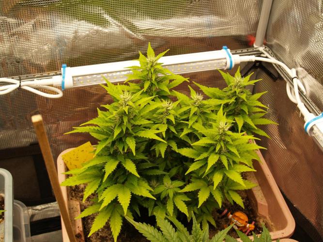 Apple Fritter Automatic. Week 6