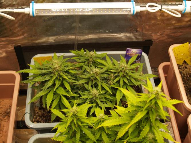 Eternity Cup 2026 Sticky Broccoli Auto. Week 7 - Tag 52 B3