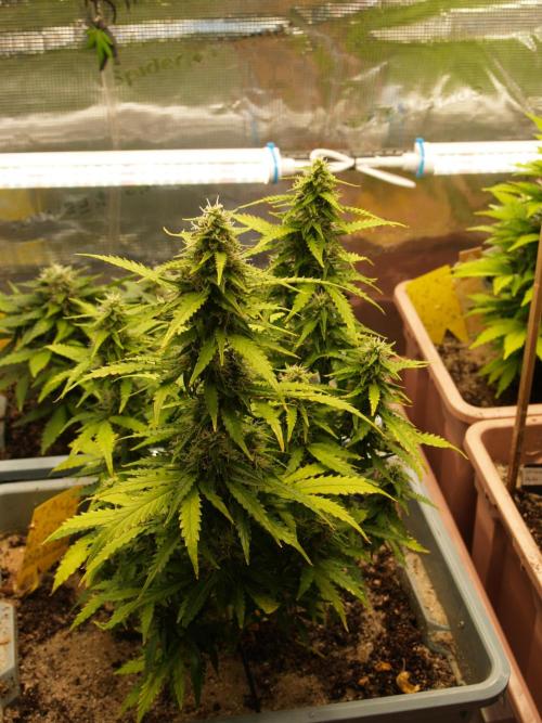 Eternity Cup 2026 Sticky Broccoli Auto. Week 7 - Tag 55 B1
