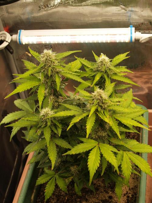 Eternity Cup 2026 Sticky Broccoli Auto. Week 7 - Tag 55 B2