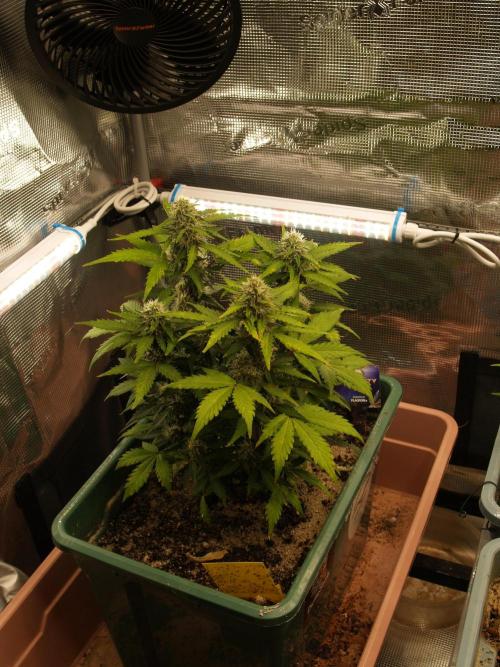 Eternity Cup 2026 Sticky Broccoli Auto. Week 7 - Tag 55 B2
