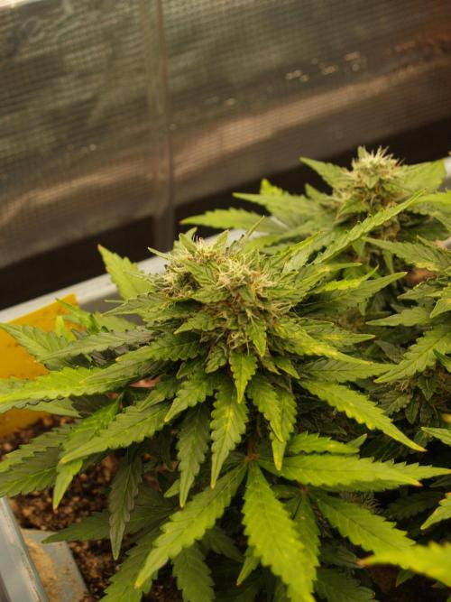Eternity Cup 2026 Sticky Broccoli Auto. Week 7 - Tag 55 B3