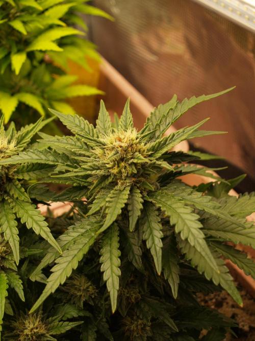 Strawberry Cola Auto Winter Grow 2026. Week 7 - Tag 52