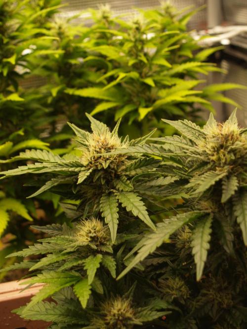 Strawberry Cola Auto Winter Grow 2026. Week 7 - Tag 52