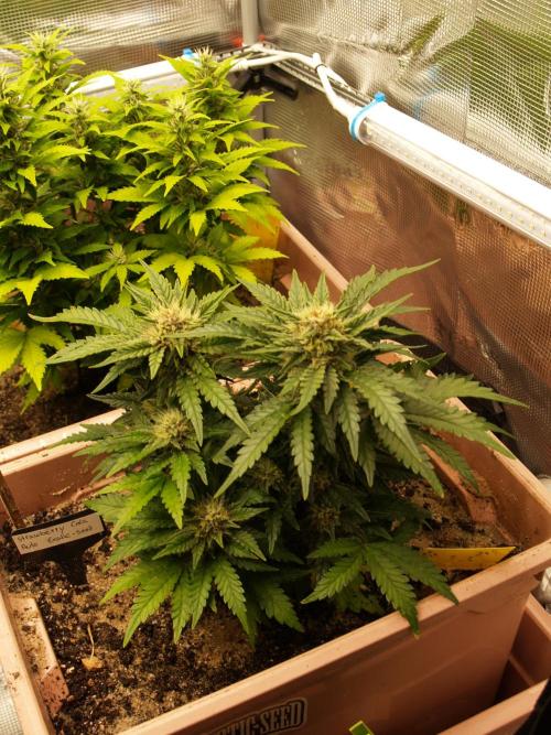 Strawberry Cola Auto Winter Grow 2026. Week 7 - Tag 52