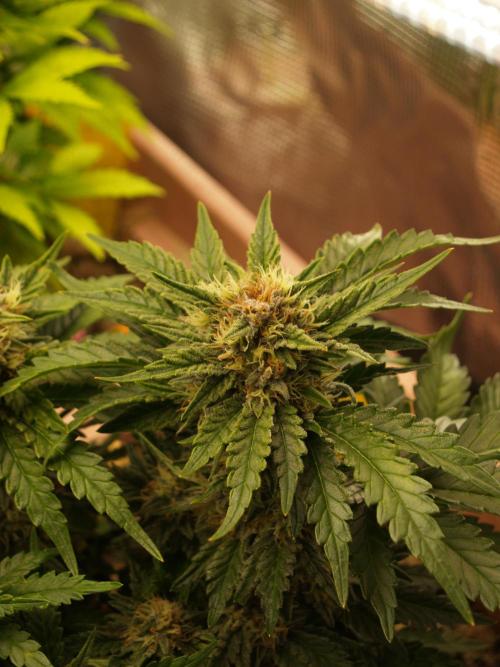 Strawberry Cola Auto Winter Grow 2026. Week 7 - Tag 55