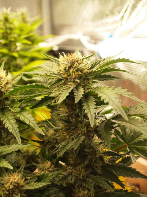 Strawberry Cola Auto Winter Grow 2026. Week 7 - Tag 55
