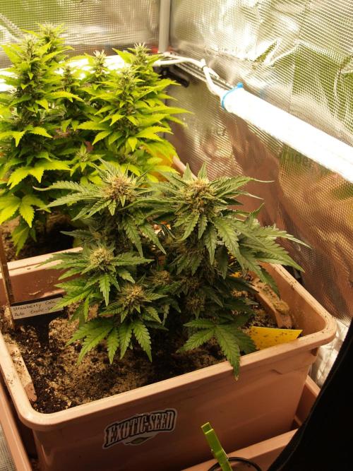 Strawberry Cola Auto Winter Grow 2026. Week 7 - Tag 55