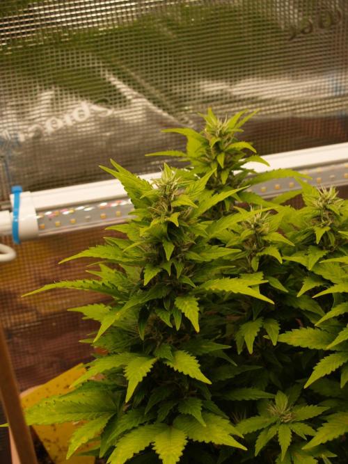 Apple Fritter Auto Winter Grow 2026. Week 7 - Tag 52