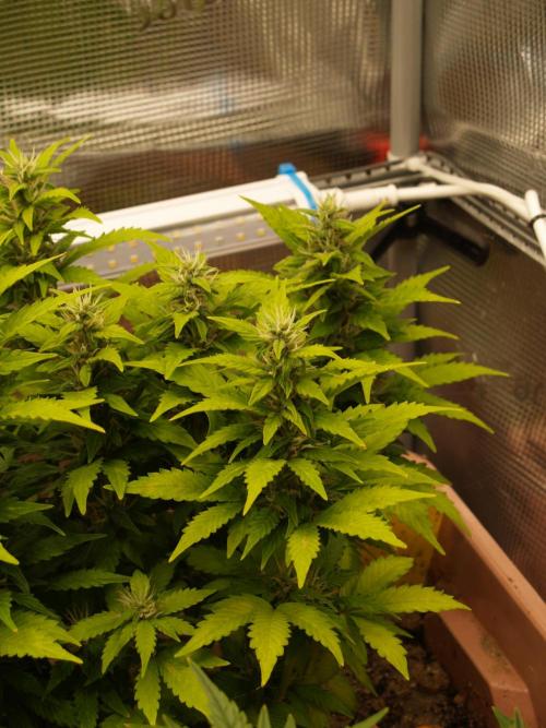 Apple Fritter Auto Winter Grow 2026. Week 7 - Tag 52