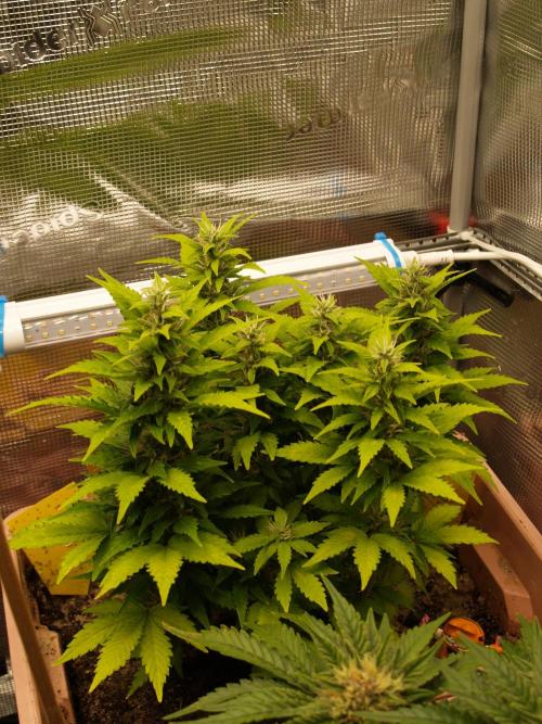 Apple Fritter Auto Winter Grow 2026. Week 7 - Tag 52