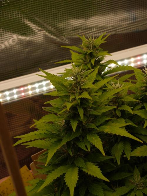 Apple Fritter Auto Winter Grow 2026. Week 7 - Tag 55
